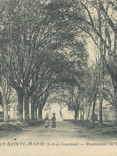 photo ancienne en noir et blanc d'arbre à port-sainte-marie